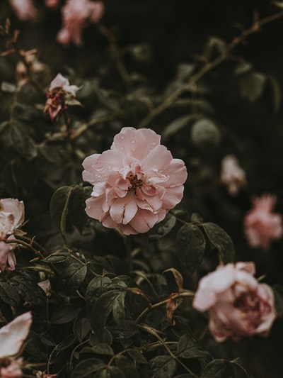 Blooming pink rose during the day
